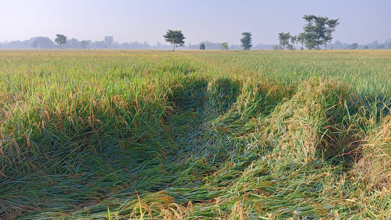 Cross-Country Rice Farming Household and Agricultural Survey (ADBI)
